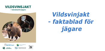 Vildsvinjakt